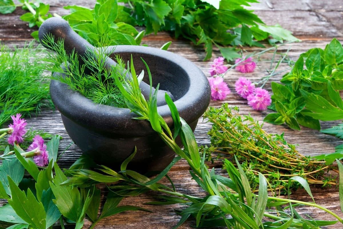 Medicinal Species