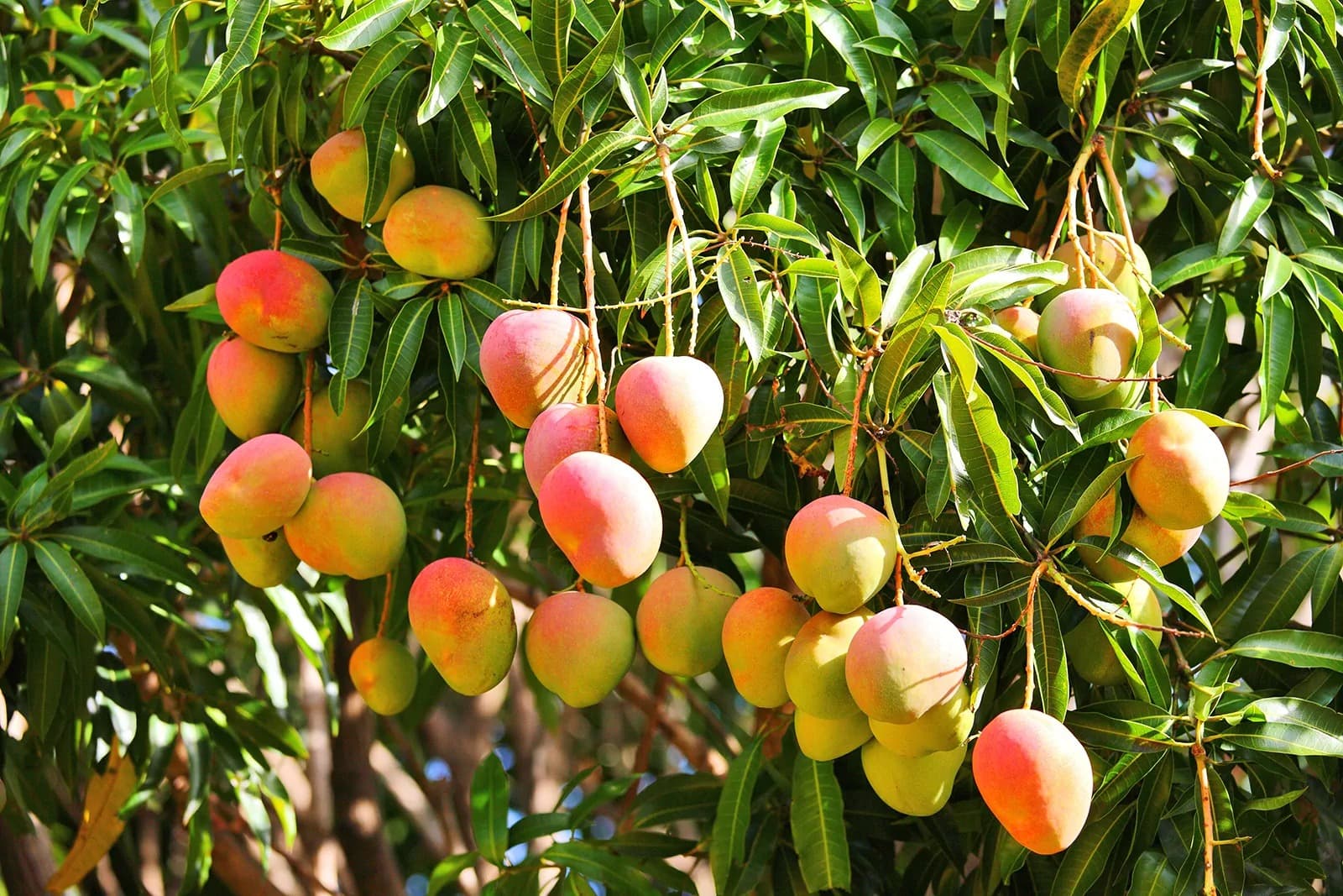 Fruit & Orchard Trees
